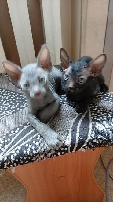 кошки сфинксы: Котята породы сфинкс (вероятно, донской/петерболд тип), помёт из — 6