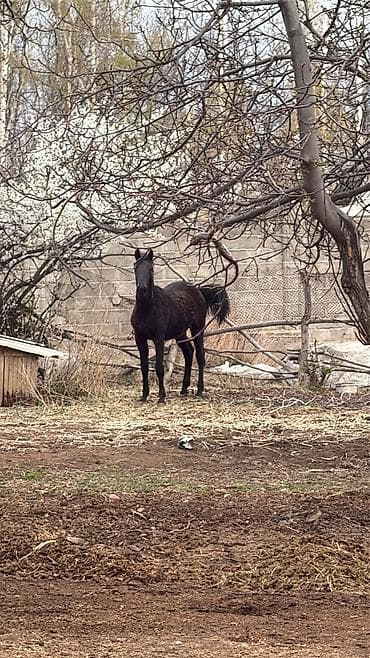 джек рассел терьер стоимость: Продаю | Кобыла (самка), Конь (самец), Жеребец | Для разведения, Конный спорт — 1
