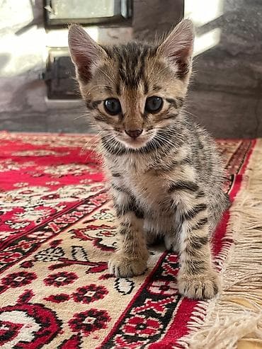 Котята помесь бенгала с домашним котом . Ярким леопардовым — 4