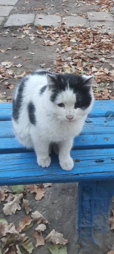 египетская кошка 2021 оригинал: Беспородная, 2 месяца, Мальчик, Биколор, Приучена к лотку, Проглистована — 1