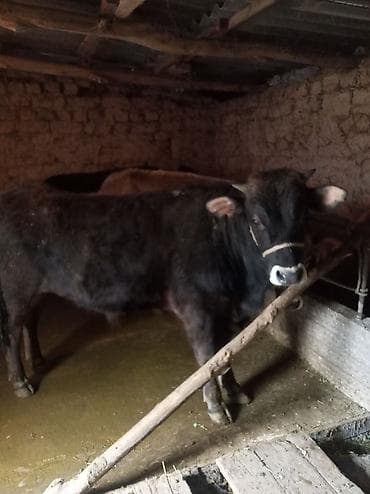 Айыл-чарба жаныбарлары: Сатам | Бука (эркек) | Аргын | Бордоп семиртүү үчүн | Байланган — 4