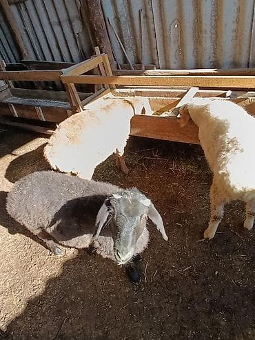 бирка для животных: Продаю | Ягненок | На забой — 2