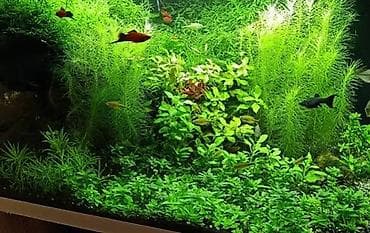 красный речка: Куплю,Не дорого 
Растения и Заводской аквариум для себя! — 1