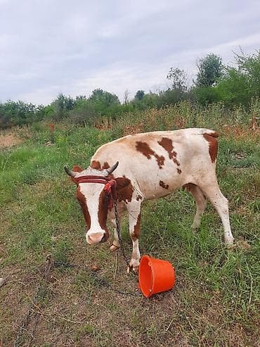 корова с теленкой: Продаю | Корова (самка) — 1