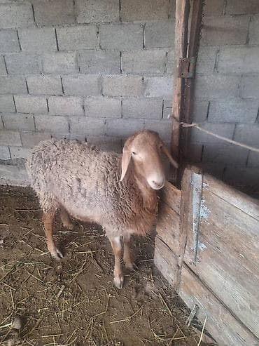 овцы меринос: Продаю | Овца (самка) | Для разведения | Ярка — 1
