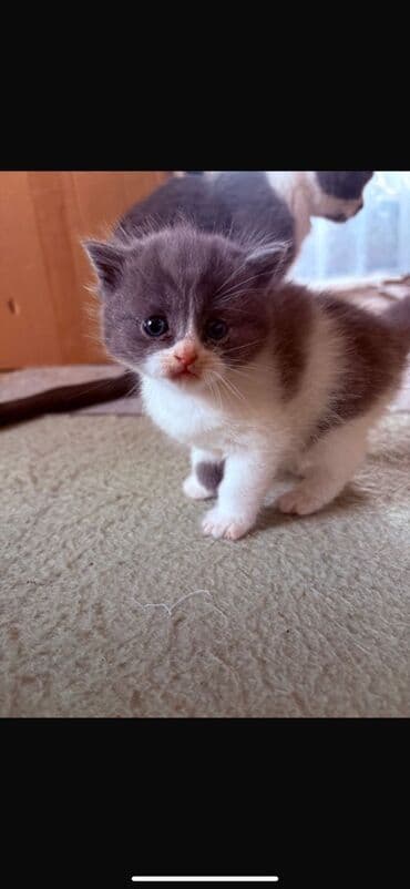 скоттиш фолд цена: Продаются шотландские чистокровные котята. В хорошие руки. Приучены к — 2