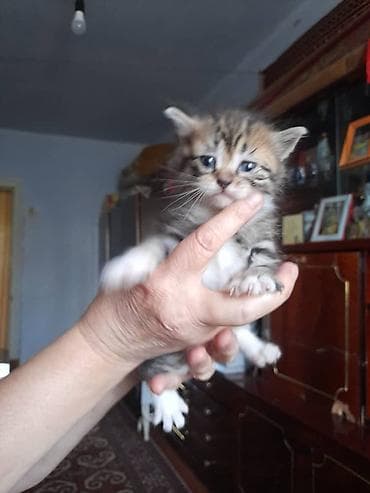 акти: Котята, пушистые комочки счастья с белыми «носочками» и ярко‑голубыми — 7