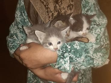 токмок кошка: Котята, помёт из 4 малышей. - Возраст: примерно 1–2 месяца (по фото — 2