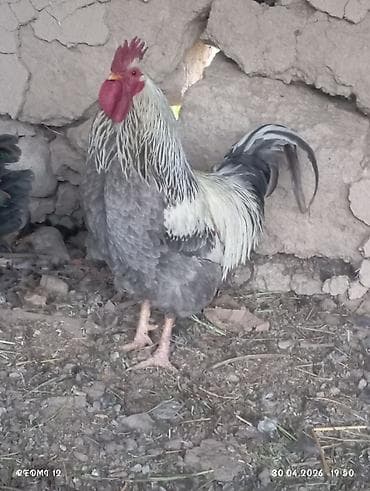 зоомагазин бишкек с животными: Продаю | Петух | Домашняя | Для разведения — 9