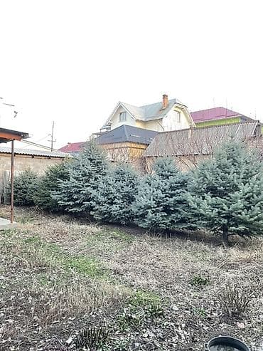 Уголь: Саженцы деревьев: Ели — 1