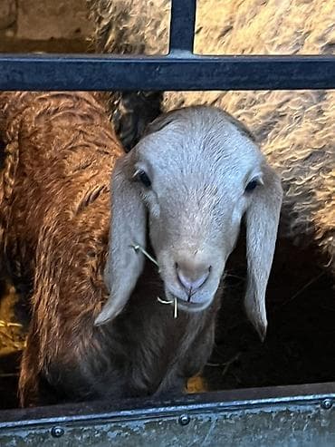 big 6: Продаю | Ягненок | Арашан | Для разведения — 2