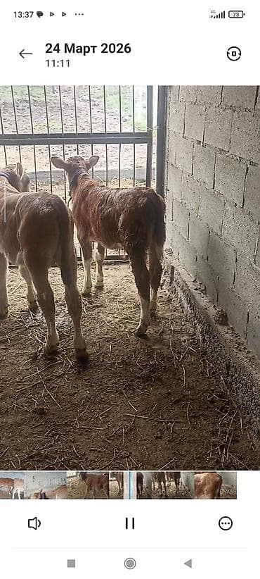 уйлар кара балта: Продаю | Музоо, торпок | Привязанные — 1