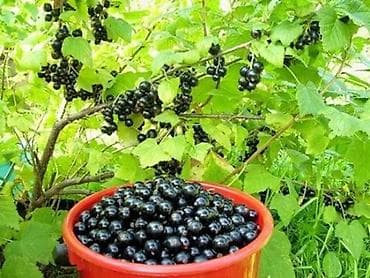 смородину: Смородина 
1 ведро (5л) - 1500 сом — 1