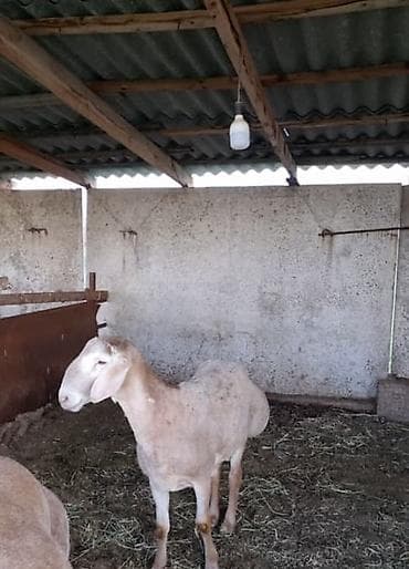 кара балта животные: Продаю | Овца (самка) | Арашан | Для разведения | Племенные — 3