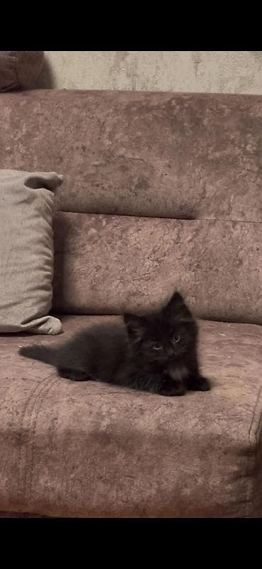 продажа котят мейн кун: Майнкун метисы Отец - дворовой крутыш🦁(крупный) Мать - Майнкун к — 5