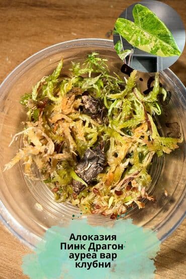 Алоказии: В продаже детки и клубни разных сортов алоказий: Макрориза вар — 4