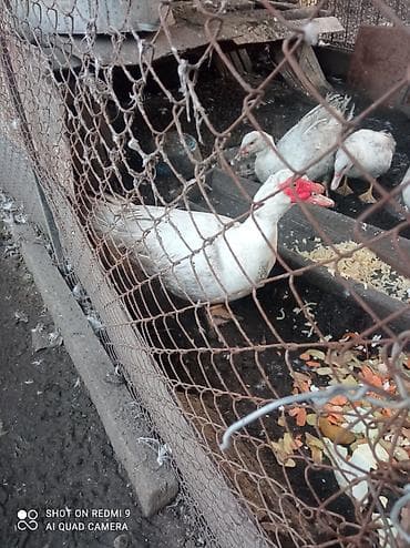 Мускусные утки (индоутки), белые и пегие. селезень большой за 1500