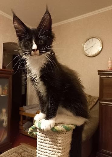 котята в бишкеке: 🐾🐈Котята мейн-кун готовы к переезду! Отличный помёт с шикарными — 5