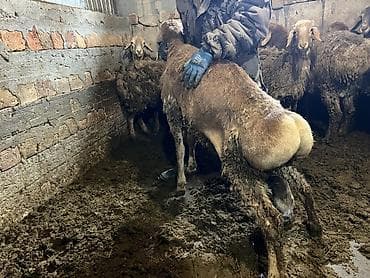 бык кара балта: Продаю | Овца (самка) | Для разведения | Племенные — 5