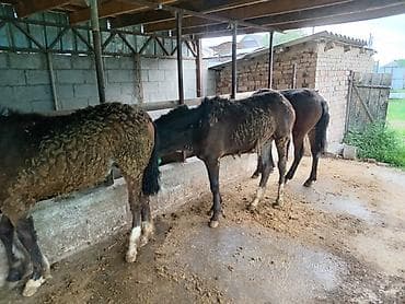 Животные: Байлаган тайлар сатылат. 3 ай болду. Чон тайлар. Адрес беловодскийде — 7