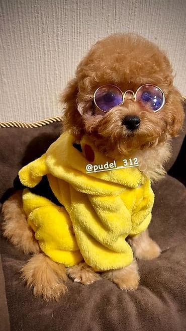 Отдам даром собаку: Той пудели . С родословной!!! Идеальная порода которая не линяет и не — 2