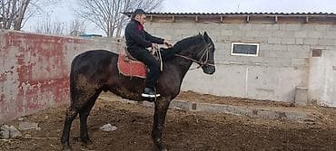 конь ат: Продаю | Конь (самец) | Рабочий | Племенные — 3