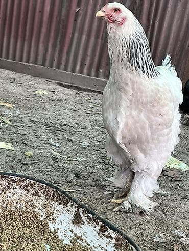 жирные быки: Продаю | Инкубационные яйца | Брама | Для разведения — 2