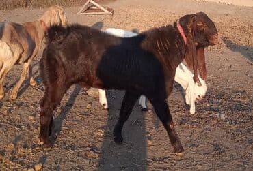 собака доберман сколько стоит: Продаю | Козёл (самец) | Камори | Для разведения | Племенные, Осеменитель — 2