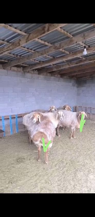 солома купить бишкек: Продаю | Овца (самка) | Арашан | Для разведения | Матка — 5