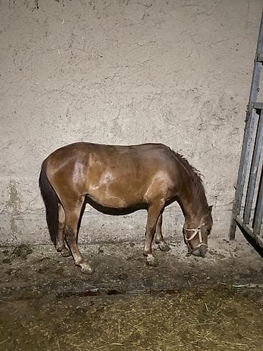 кошка 303: Продаю | Кобыла (самка) | Рабочий — 1