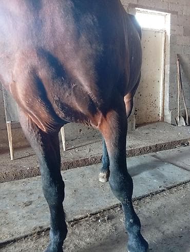 маркрвь на корм: Продаю | Жеребец | Конный спорт — 5