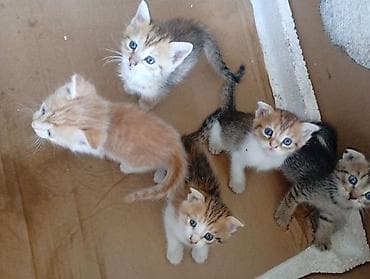 новорождённые котята: Отдам веслоухих котят в добрые руки,токмок,.все котята уже — 4