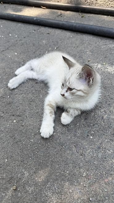 крыса белая: 2 месяца, Мальчик, Приучена к лотку — 2