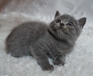 кошка продаётся: Скотиш Страйт (Шотландская прямоухая), 2 месяца, Мальчик, Голубой, Приучена к лотку, Проглистована — 1