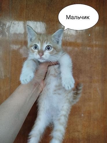 кошка майкун: Котята в добрые руки. Только заботливым ответственным людям! - Пол — 3