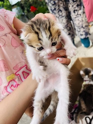 Мышыктар: Продаются породистые котята (шотландские) 🐾 Возраст — 3 недели. В — 2