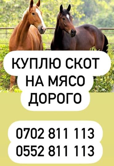 кролики на мясо: Калбасный цехге Эт алабыз Уй кой Жана жылкы Алабыз. Колбасный Цех — 1