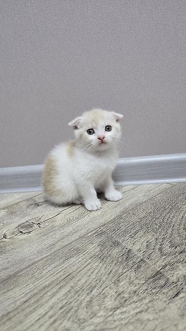 котята фолд: Скотиш Фолд (Шотландская вислоухая), 1 месяц, Мальчик, Голубой, Приучена к лотку — 10