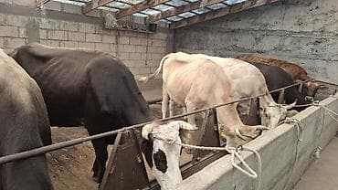 арашан сколько стоит: Продаю | Корова (самка), Тёлка | Алатауская — 7