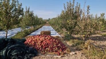 2 х ярусная кровать металлическая: Яблоки — 8