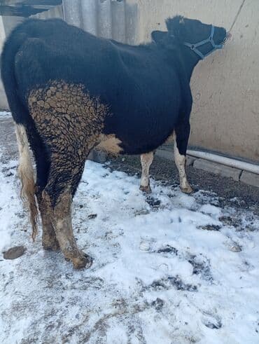 доеные каровы: Продаю | Корова (самка) | Для молока | Привязанные — 2