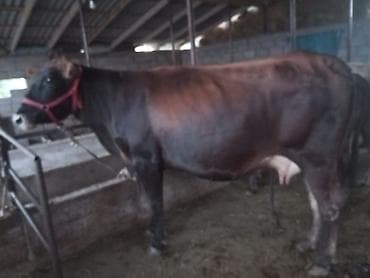 телята ангус: Продаю | Корова (самка) | Для молока — 7