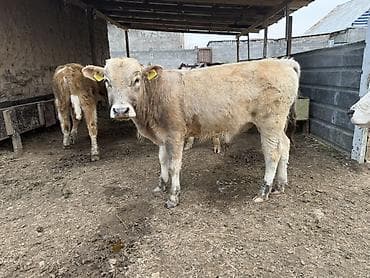 куплю корову на мясо: Продаю | Музоо, торпок | Швицкая, Симментальская | На откорм, Для разведения — 9