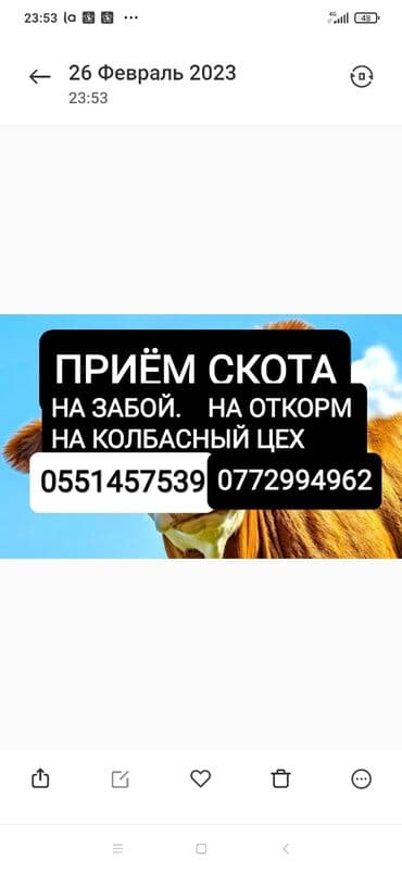 кролики на мясо: Куплю на забой в колбасный цех скот — 1
