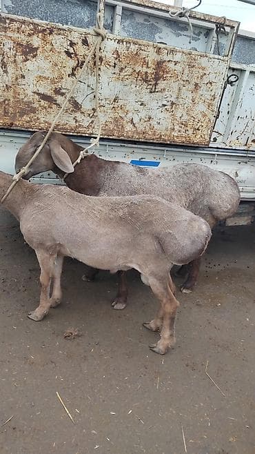 Продаю | Баран (самец) | Эдильбаевская | Для разведения | Племенные