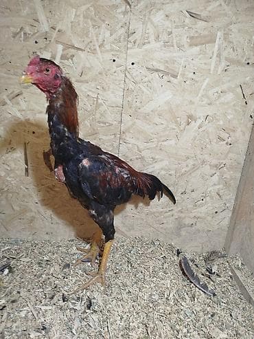 дакан цыпленок: Продаю | Петух — 1