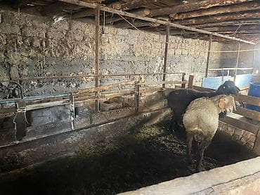 продаю дом с мебелью: Продаётся двухэтажный частный дом с просторным двором. Планировка и — 5