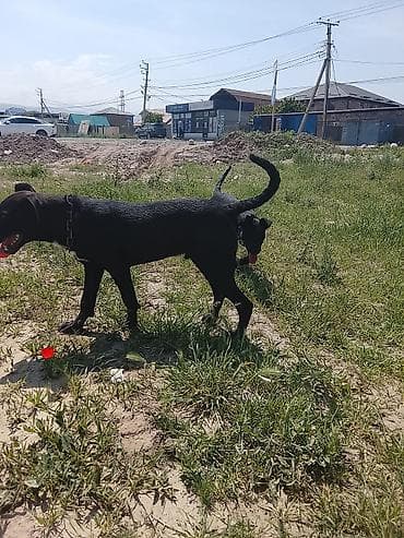 big 6: 4 месяца, Самец — 3