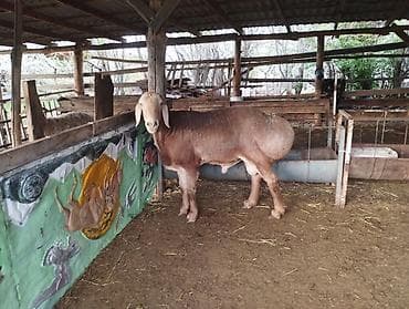 Продаю | Баран (самец) | Арашан | Для разведения | Племенные