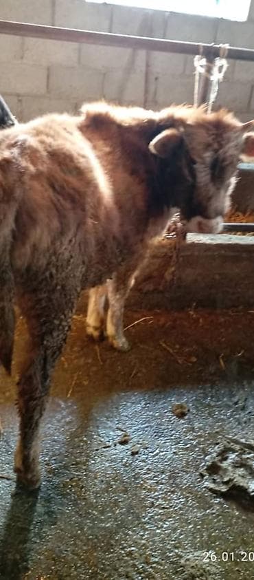 Продаю | Бык (самец) | На откорм | Привязанные